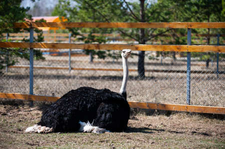 ostrich sits on the grass, sunny weather outsideの写真素材