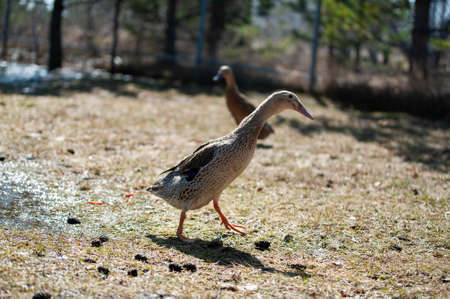 duck running in the meadowの写真素材