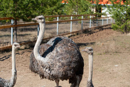 ostriches on a farm on a summer sunny dayの写真素材
