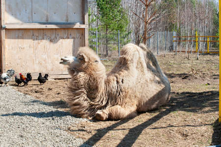 the camel makes faces, a chicken walks nearbyの写真素材