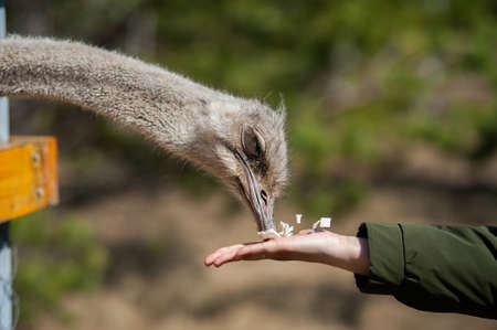 the ostrich closed his eyes and takes food from his hand, feeding the ostrich at the zoo,の写真素材
