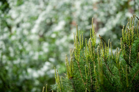 background of spring blooming greenery