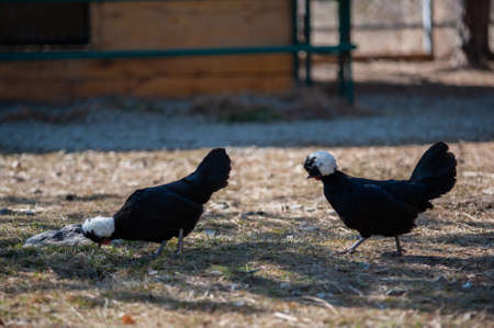 black hens walking on the grassの写真素材