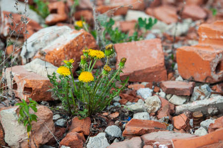dandelions among broken bricksの写真素材