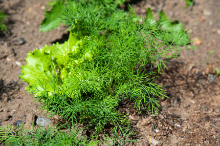 dill and salad in the gardenの写真素材