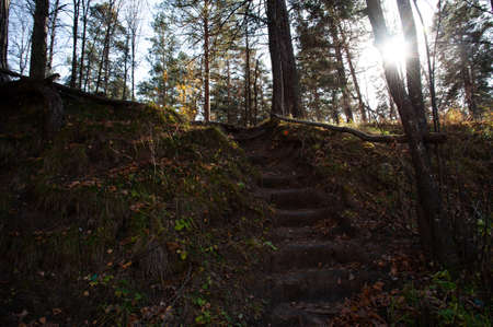 stairs in the forest made of earth. covered with yellowed fallen leavesの写真素材