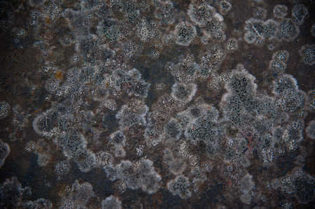 metal corrosion background, rust on old pipe