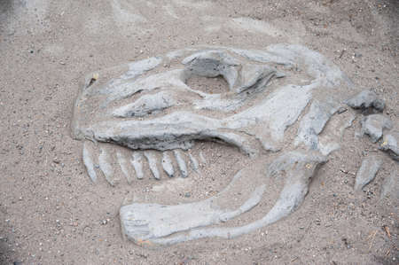 dinosaur bones in the sand, dinosaur skull excavation. Fun for kids to dig up dinosaur bones.の写真素材