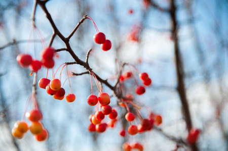 Red ranetki on the branches of autumn trees. Wild, small autumn apples. Autumn background, texture.の写真素材