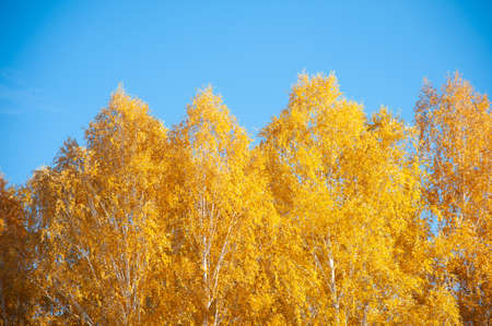 Golden autumn trees against the blue sky. Peaks of birches in the autumn forest against the blue sky, colorful autumn landscape with copy spaceの写真素材