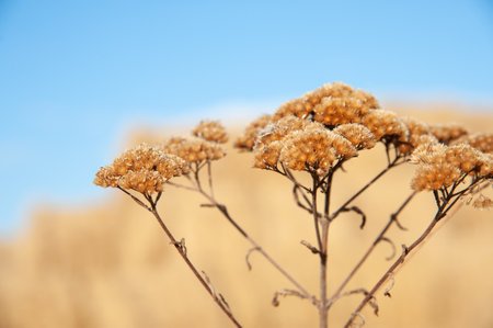 dry flower in a field close-up, autumn background, dried flowersの写真素材