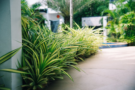 Tropical garden with green plants and flowers. selective focus.の写真素材