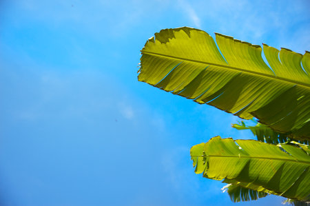 palm leaves against the blue skyの写真素材