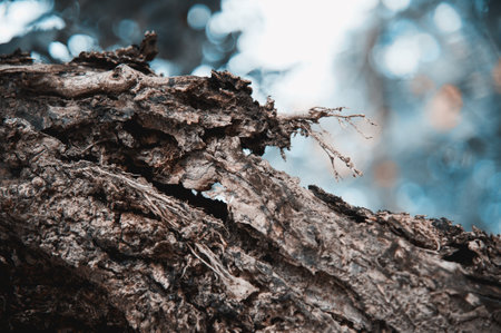 dry bark of a tree close-up in the forestの写真素材