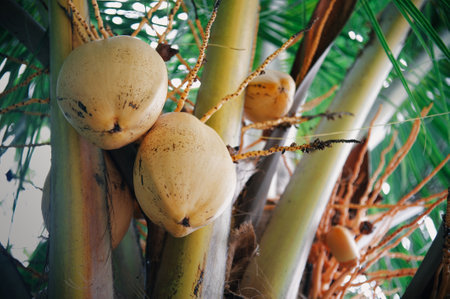 Coconut fruit on coconut tree in the garden, stock photoの写真素材