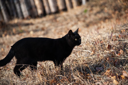 Black cat walks in the autumn forest. Selective focus on the catの写真素材