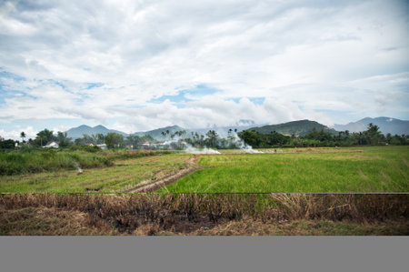 Rice field, Nha Trang, Vietnam Landscape