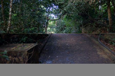 A path in the forest of a national park, a mother and children are walking along the pathの写真素材