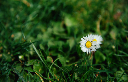 Chamomile flower on green grass. Beautiful spring background.