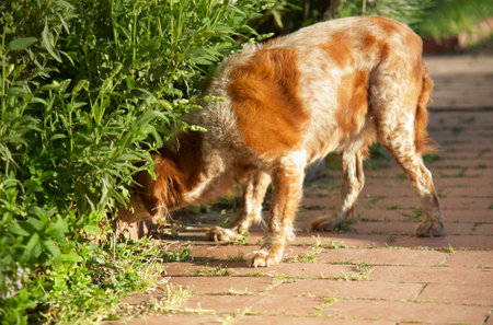 dog in the garden on a sunny summer day. Nova Scotia Duck Tolling Retrieverの写真素材