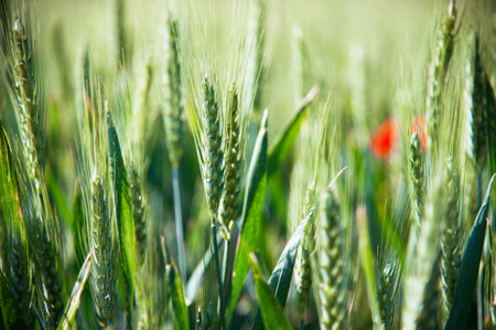 Green wheat field with red poppies in the background, shallow depth of fieldの写真素材