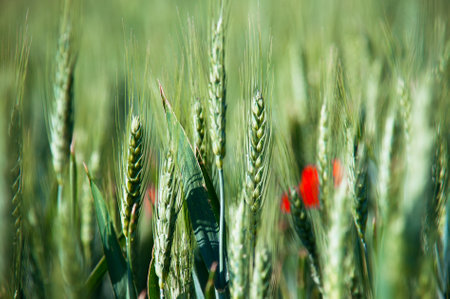 Green wheat field with red poppies in the background, macroの写真素材