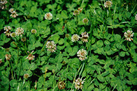 Green clover field on sunny day. Trifolium repensの写真素材