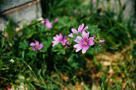 Closeup of pink mallow flowers growing in a garden in summerの写真素材