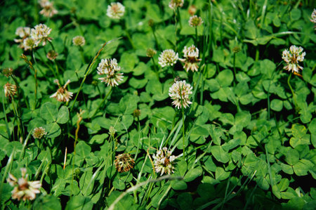 Clover in the meadow. Trifolium repensの写真素材