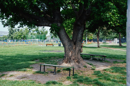 Park bench and tree in the city park. Park bench and treeの写真素材