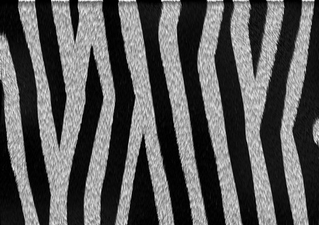 The texture and pattern of zebra skin and fur with black and white stripesの写真素材