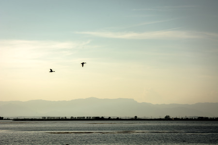 A couple of ducks flying over the marsh.の写真素材