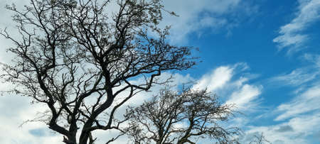 Tree trunk and branches without leaves on sky backgrounds