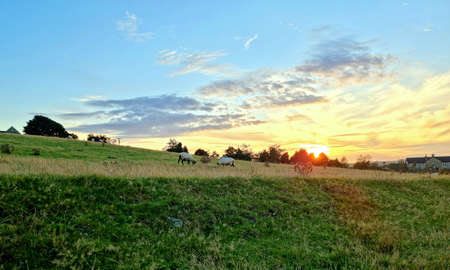 Sunset over a field with grazing cows in the foreground. Rural landscape.の写真素材