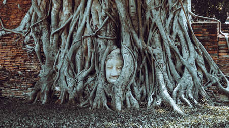 Buddha head embedded in a Banyan tree,Unseen Ayutthaya in Thalandの写真素材