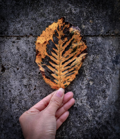 Holding dry autumn leaf with plaster wall background,texture leaf, women handの写真素材