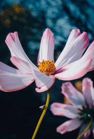 Beautiful blooming flowers, close-up, focus only pollen, Blur, Petals, Nature concept. Soft focus.の写真素材