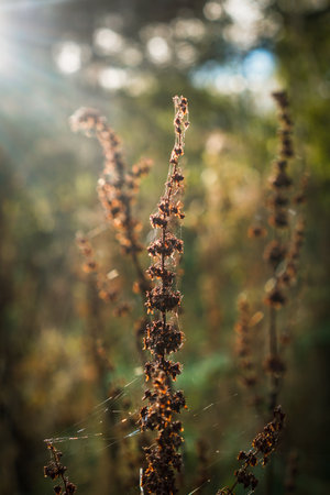 Spider web on a dry grass, abstract nature backgroundの写真素材