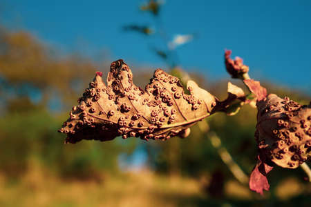 Silk button spangle galls on the leaf close-upの写真素材