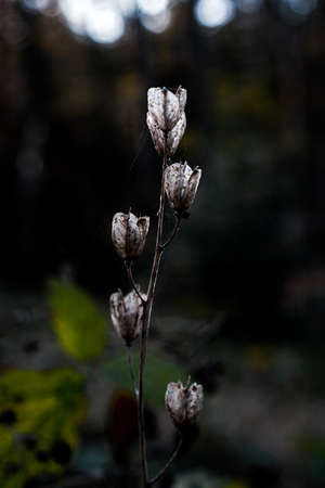 Close-up of grass flower, soft focus petals of flower, blurred backgroundの写真素材