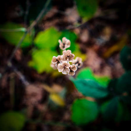 Close-up of grass flower, photographed from above. soft focus petals of flower, blurred backgroundの写真素材