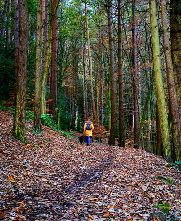 Woman walking with her dogs on a path through the beech trees in a forest in autumn colors with fallen leaves on the groundの写真素材