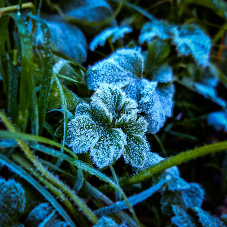 Close up shot of frost on grass leaves on a cold foggy morning in autumn woods,blurred backgroundの写真素材