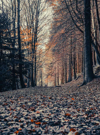 Beech forest in autumn , fall leaves on the ground,feeling lonely, mood, scare, dark insideの写真素材