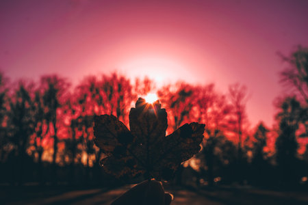 winter backdrop. maple leaf with sun beam over blurred background
Abstract background with sun...
