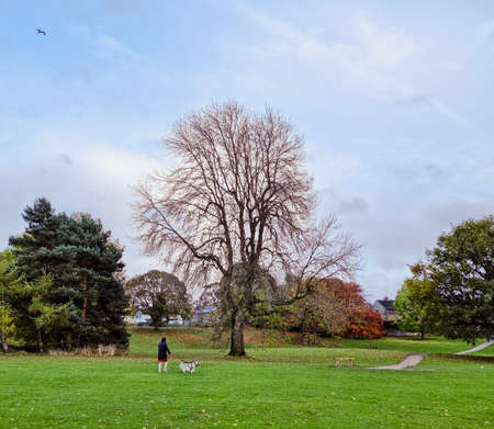 A vertical shot of a woman walking with her dog in the parkの写真素材
