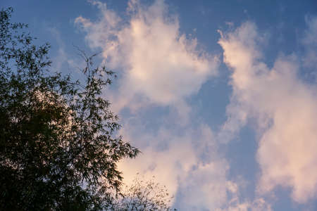 Silhouette of a tree against the background of the sky and clouds
