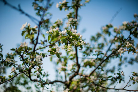 apple tree in bloomの写真素材