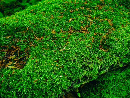 Wedding rings on a green moss on the rocks. Wedding jewelry.の写真素材