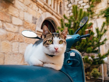 Cat sitting on a scooter. In the old town of Trogir, near Split, Croatia.の写真素材